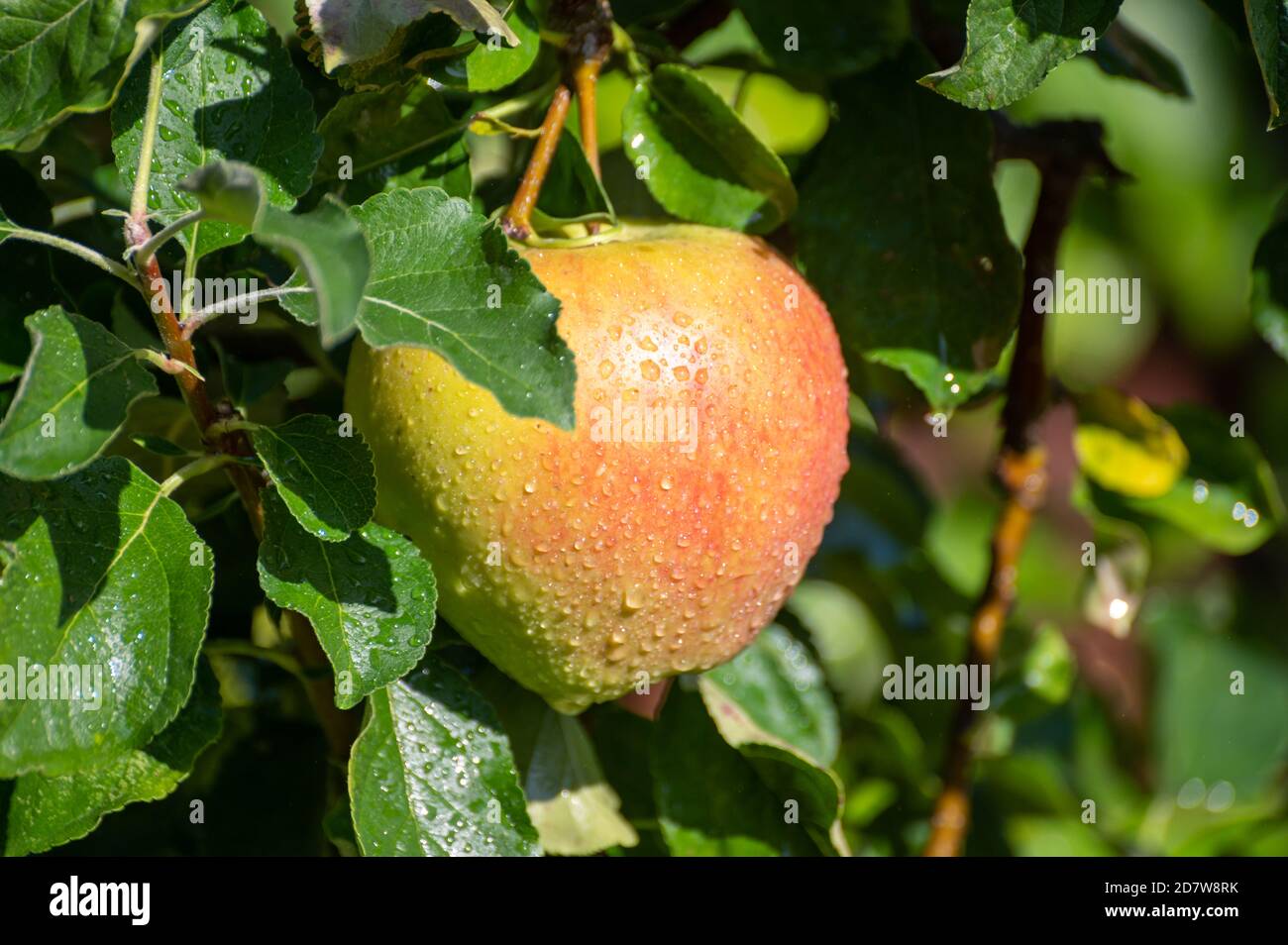 Large sweet braeburn apples ripening on tree in fruit orchard close up Stock Photo Alamy