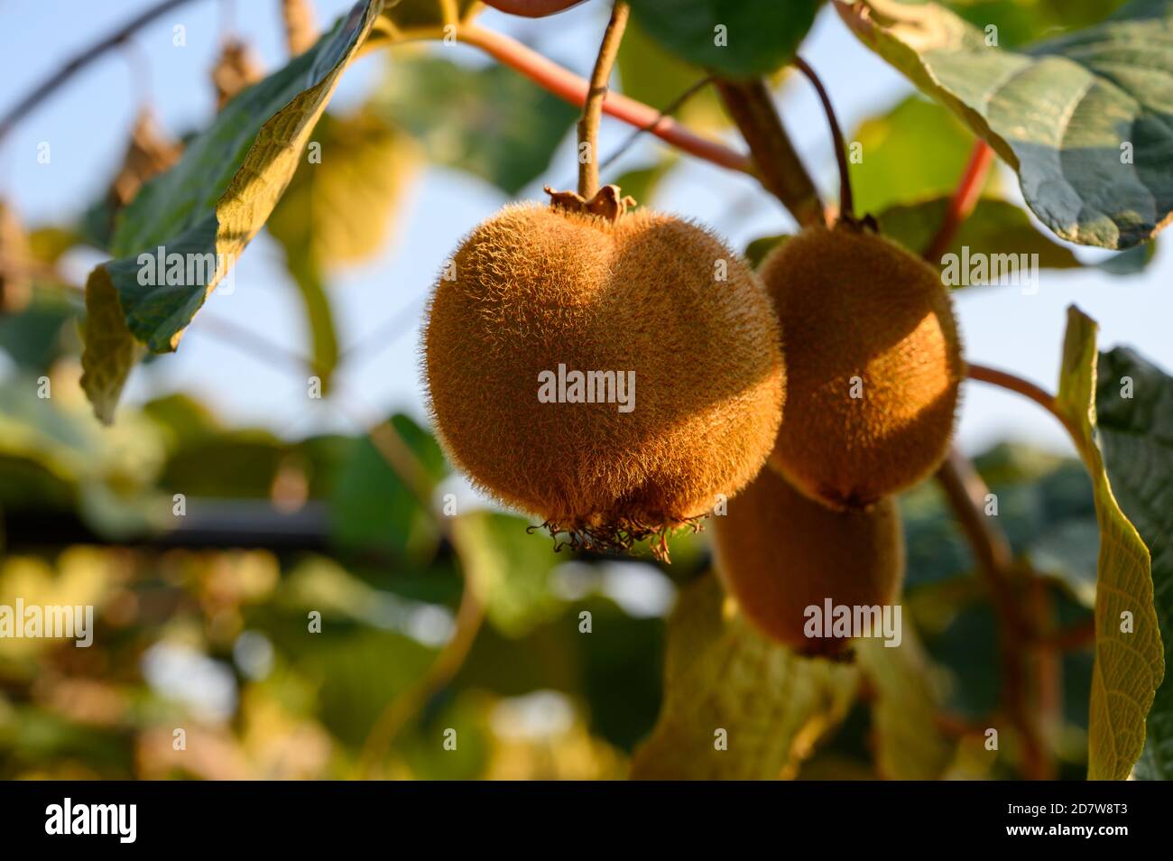 New harvest of golden or green kiwi, hairy fruits hanging on kiwi tree in orchard in Italy Stock Photo