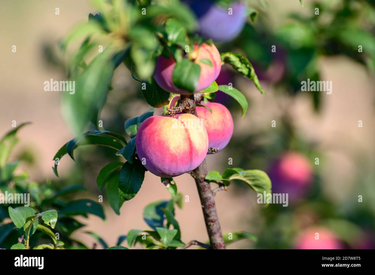 Plum fruits ripening on tree in orchard in Italy Stock Photo Alamy
