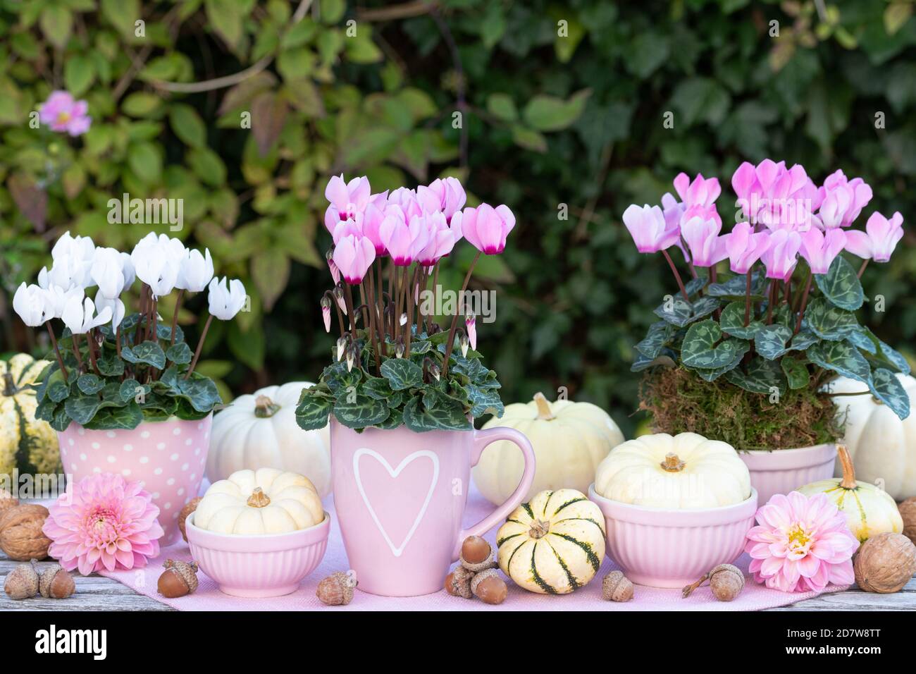 autumn decoration with pink and white cyclamens and white pumpkins Stock Photo