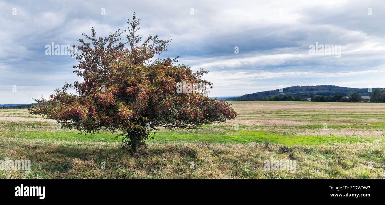 Common hawthorn in rural autumn panorama, cloudy sky. Crataegus monogyna. Alone thorny whitethorn tree with many red haws, stubble field in landscape. Stock Photo