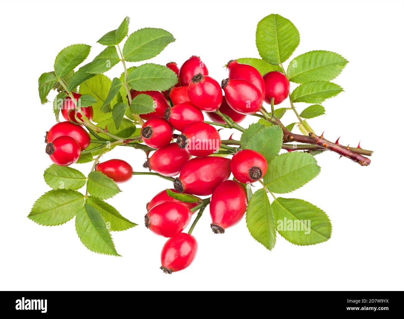Sweet brier hires stock photography and images Alamy