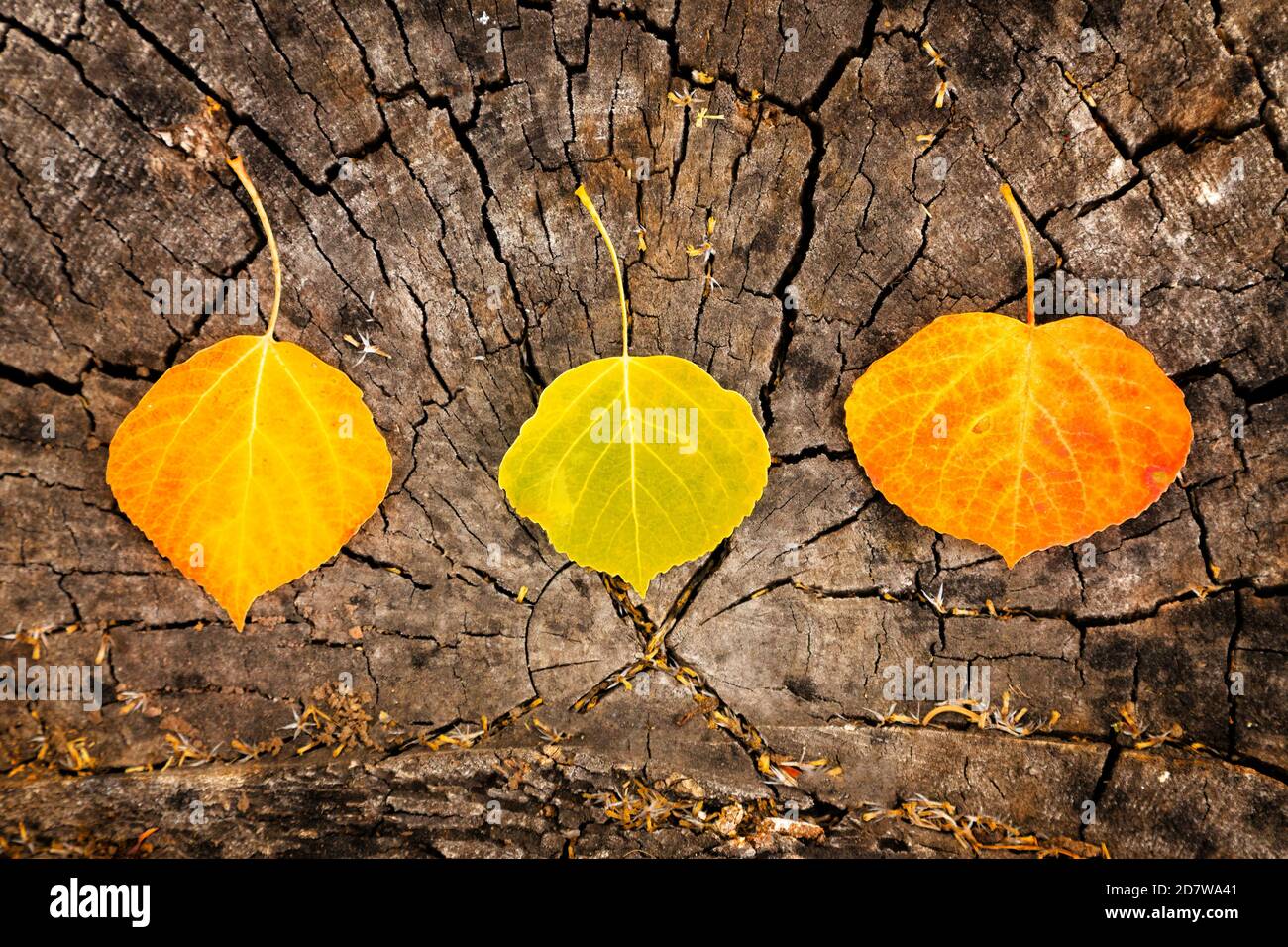 Three fall aspen leaves lined up on a tree log Stock Photo