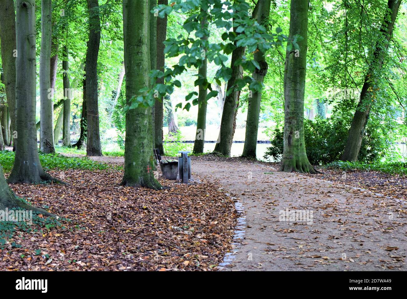 Pathway surrounded by trees hi-res stock photography and images - Alamy