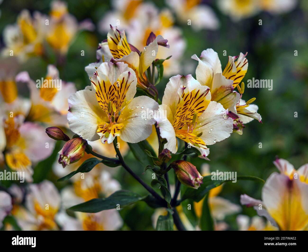 Pretty Peruvian lily flowers, Alstroemeria, also known as Lily of the Incas, variety Aimi Stock Photo