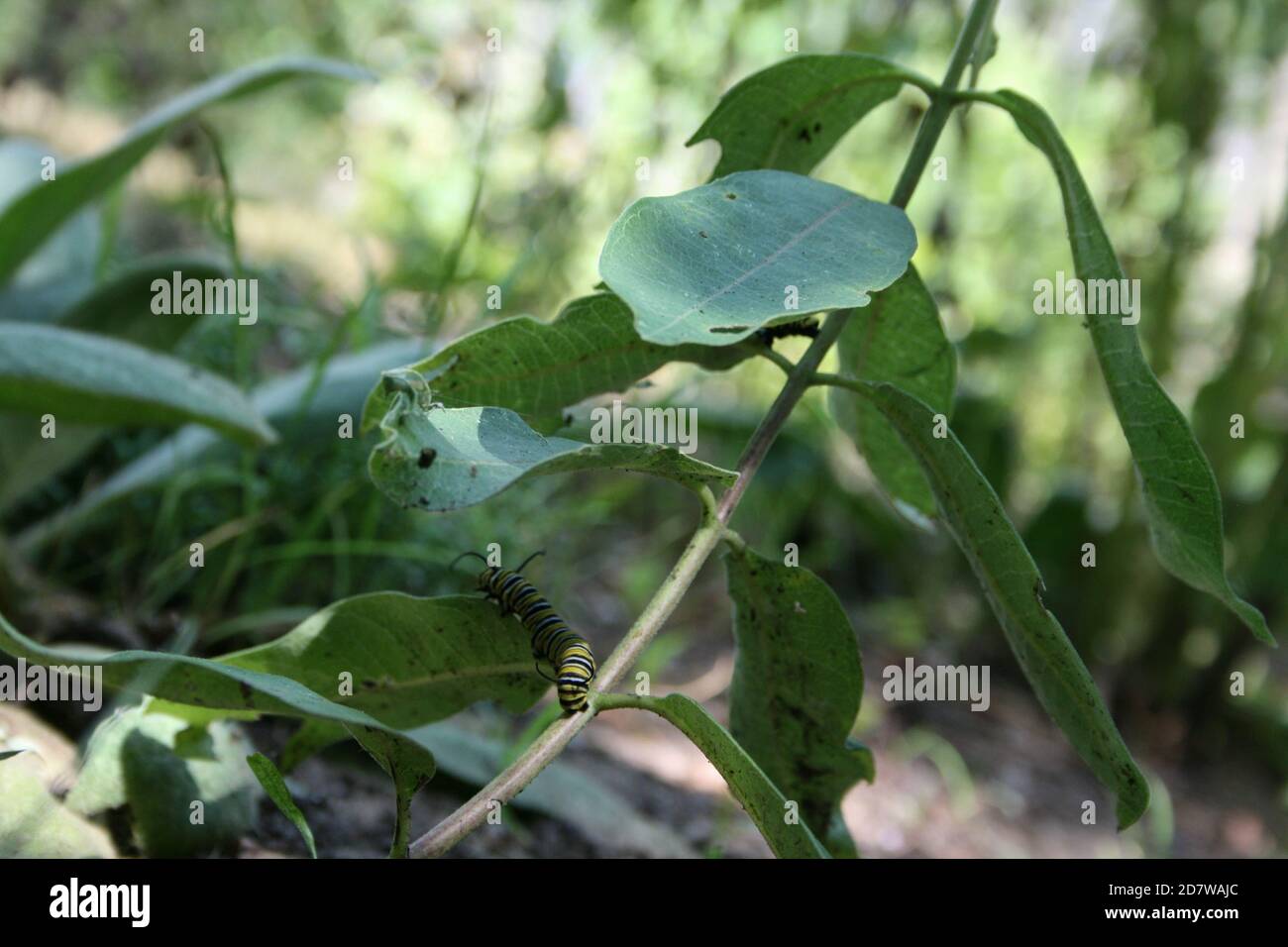 caterpillar eating milkweed Stock Photo Alamy