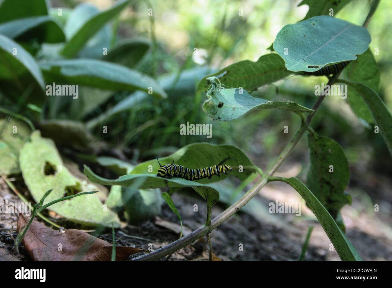caterpillar eating milkweed Stock Photo Alamy