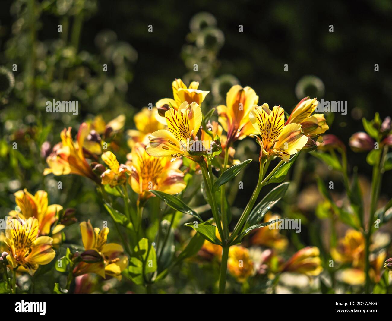 Pretty Alstroemeria Peruvian lily flowers in sunlight, also known as Lily of the Incas, variety Aimi Stock Photo