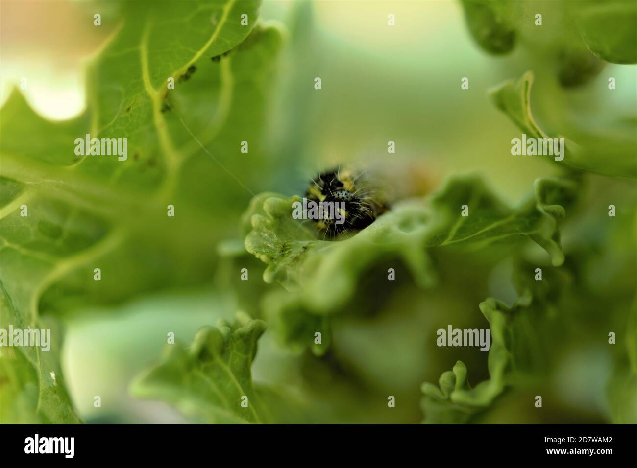 Cabbage caterpillar on a green eaten cabbage leaf Stock Photo - Alamy