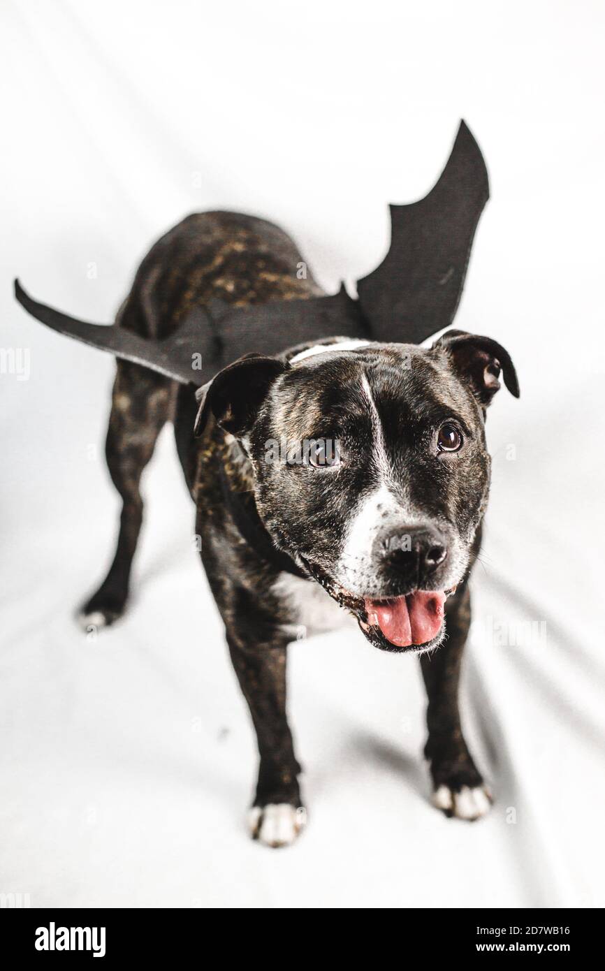 staffordshire bull terrier, dog, staff, staffy Stock Photo - Alamy