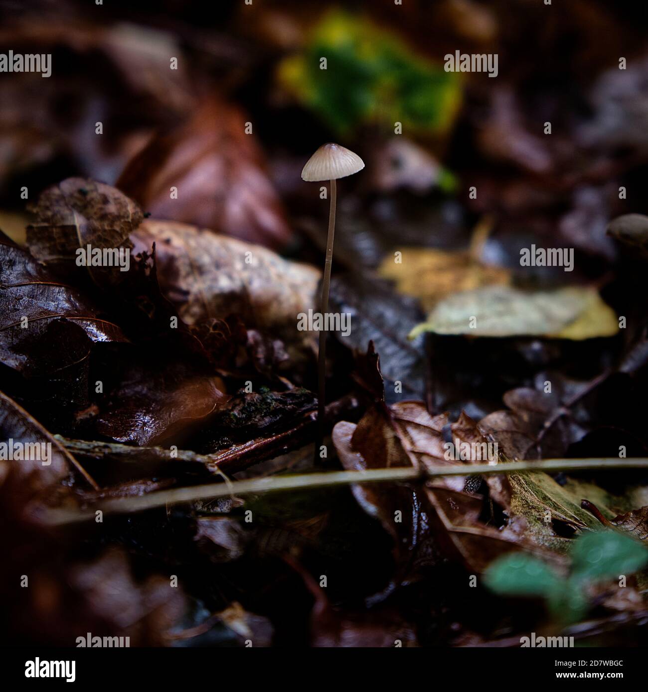 Tiny mushroom in undergrowth Stock Photo