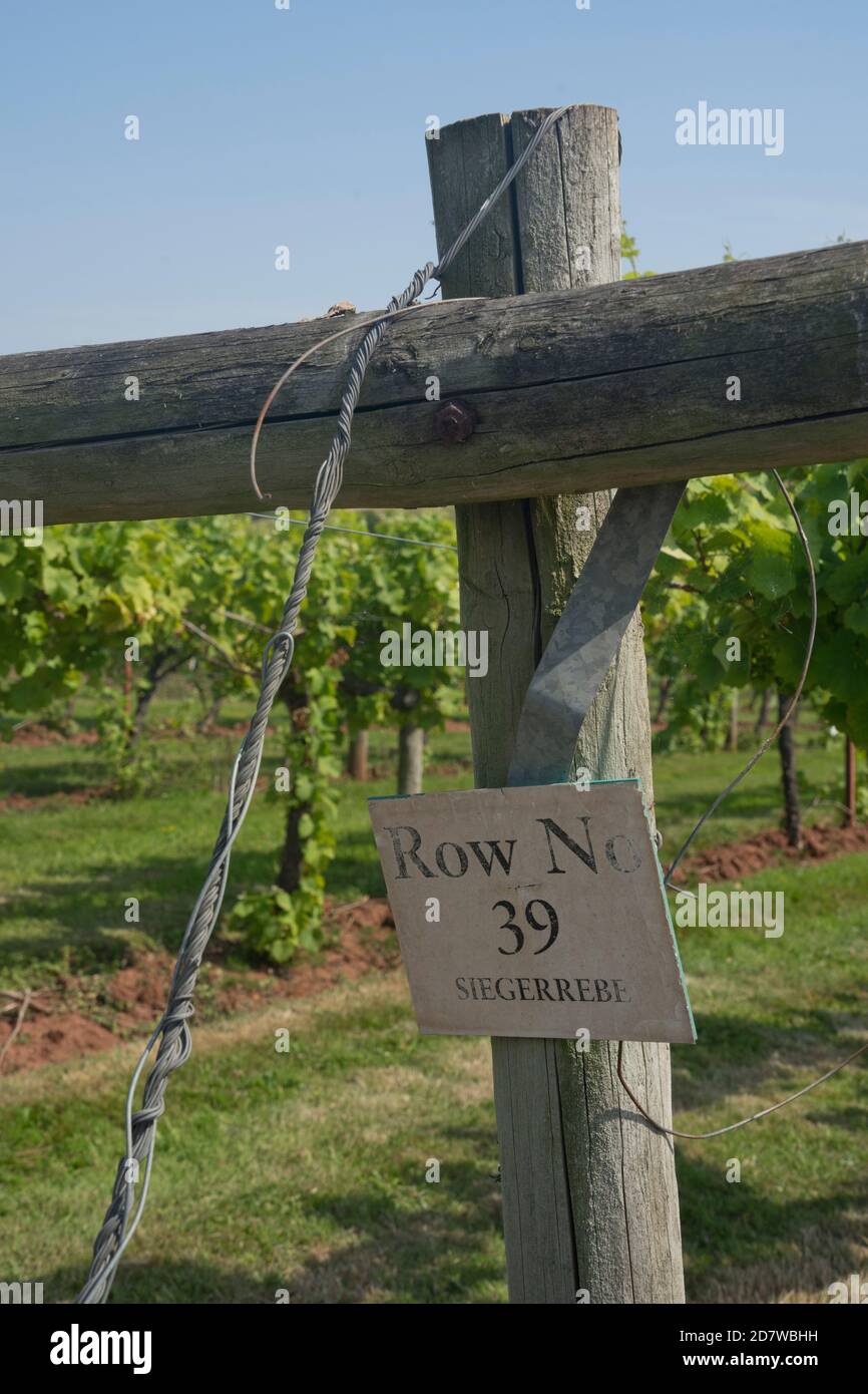 Vineyard at a winery farm in Gloucestershire,England,UK Stock Photo Alamy