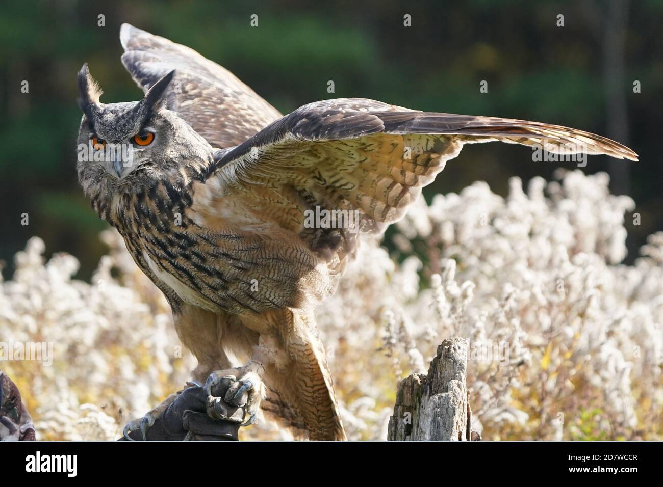 Eurasian Hawk Owl perching with raised wings Stock Photo