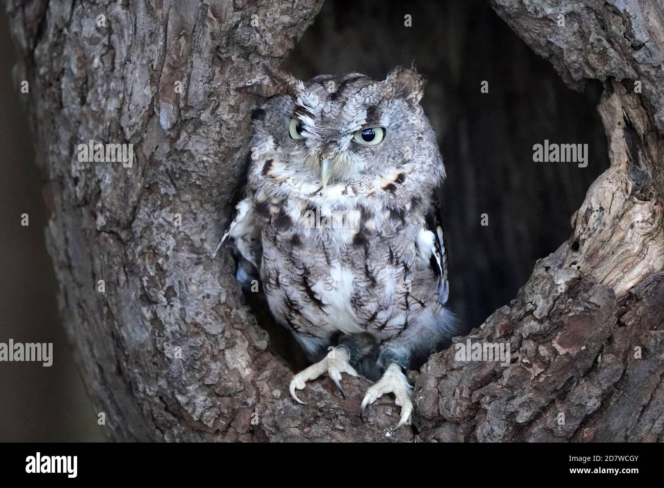 Diet of mice and small birds hi-res stock photography and images - Alamy