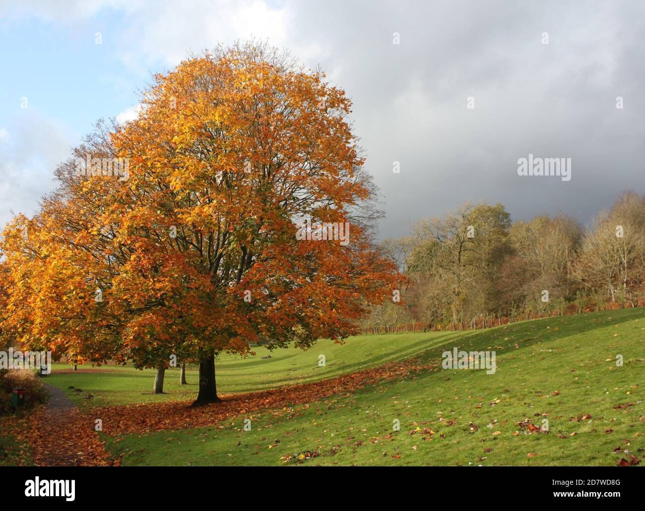 Trees in parkland, Autumn parks in the United Kingdom. Public spaces in Autumn. Great British Autumn. Stock Photo
