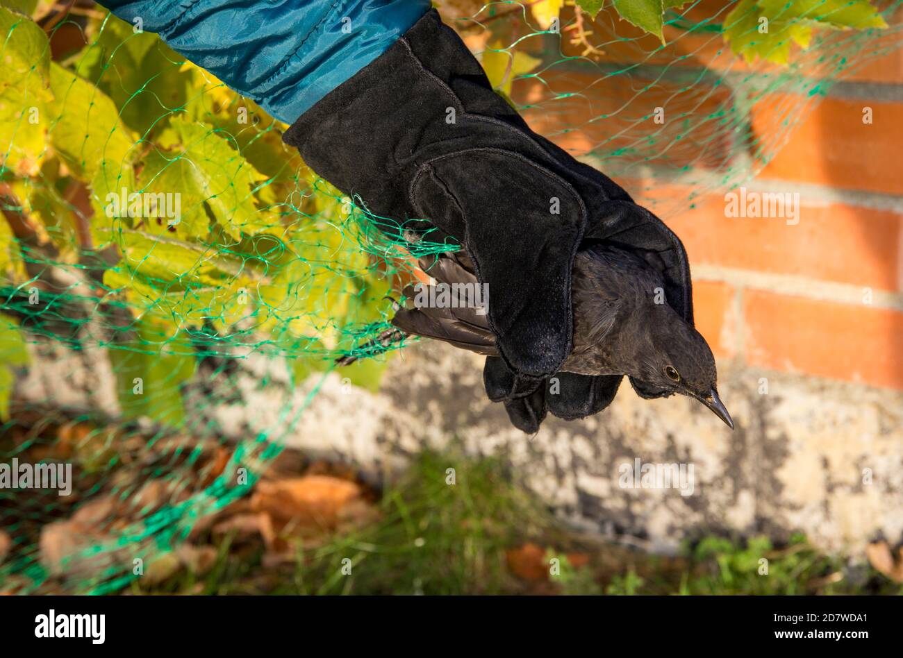Close up view of person saving black bird stuck in protective green mesh net to protect berries from birds eating these autumn in home garden. Stock Photo