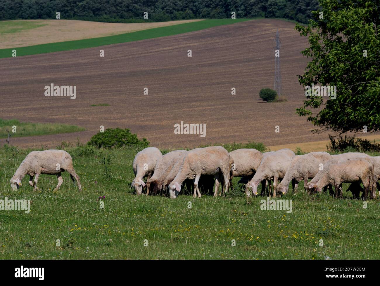 Flock of sheep graze on a meadow Stock Photo - Alamy