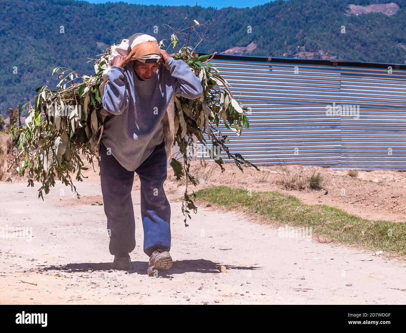 Man carrying load of branches along a dirt road in the Guatemalan Highlands. Stock Photo