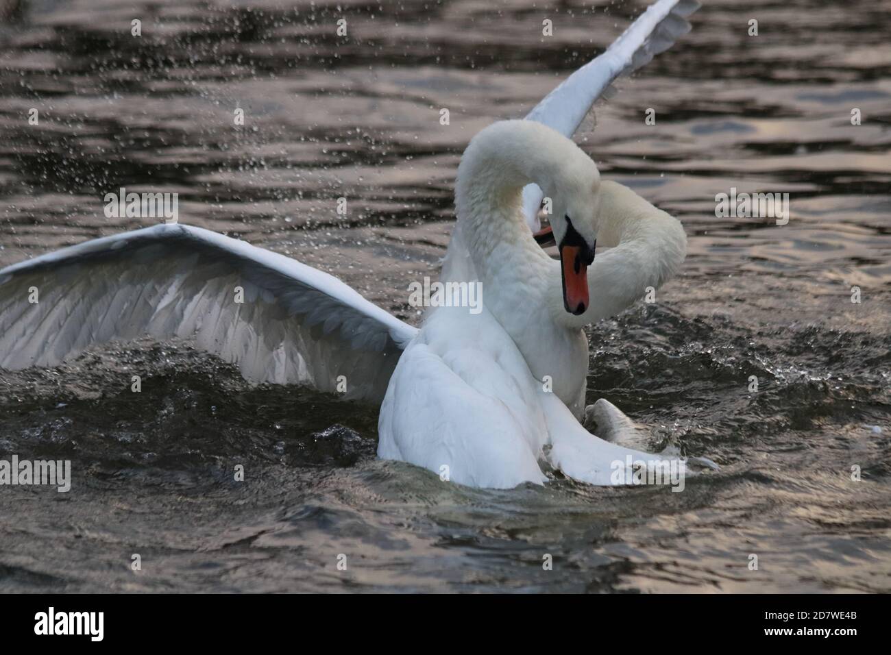 Swans that are fighting in a spectacular way on a river. Stock Photo
