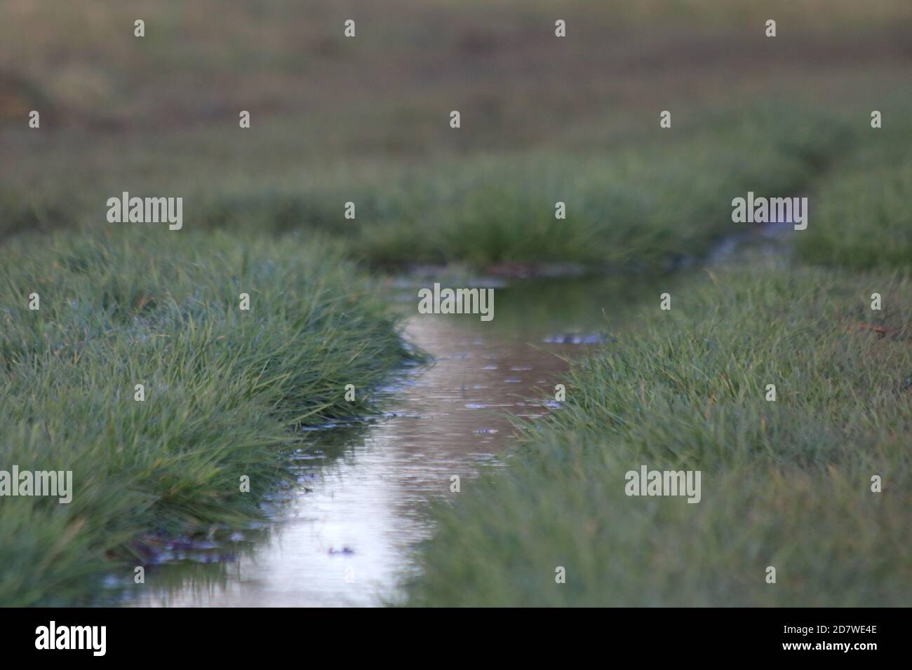 A flood that appears as a macro river in a field. Stock Photo