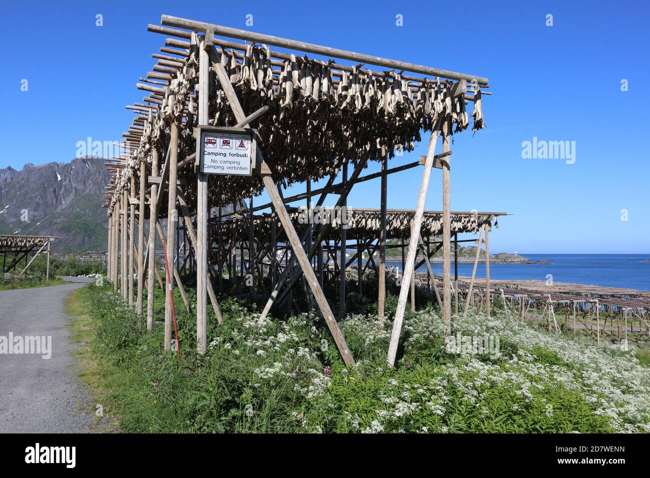 Reine / Norway - June 15 2019: Stockfisch hanging in the air for drying Stock Photo