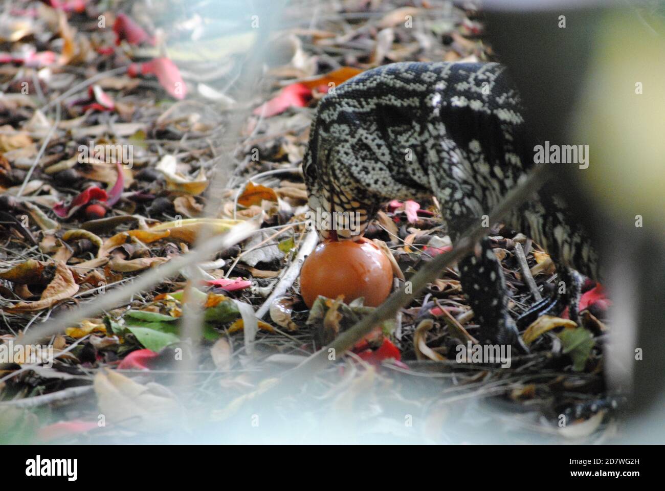 Lizard eating an brown egg Stock Photo Alamy