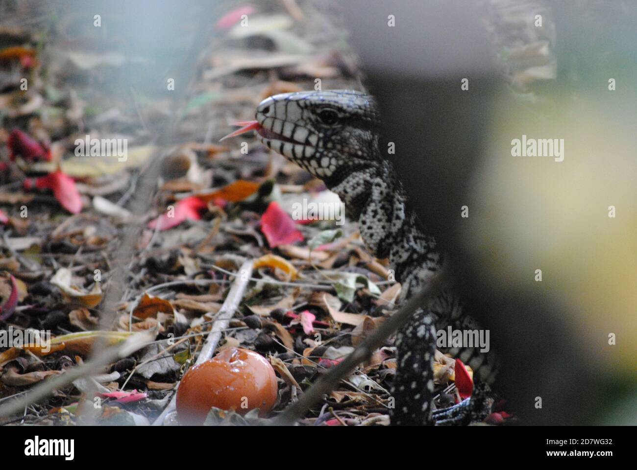 Tegu lizard eat hires stock photography and images Alamy