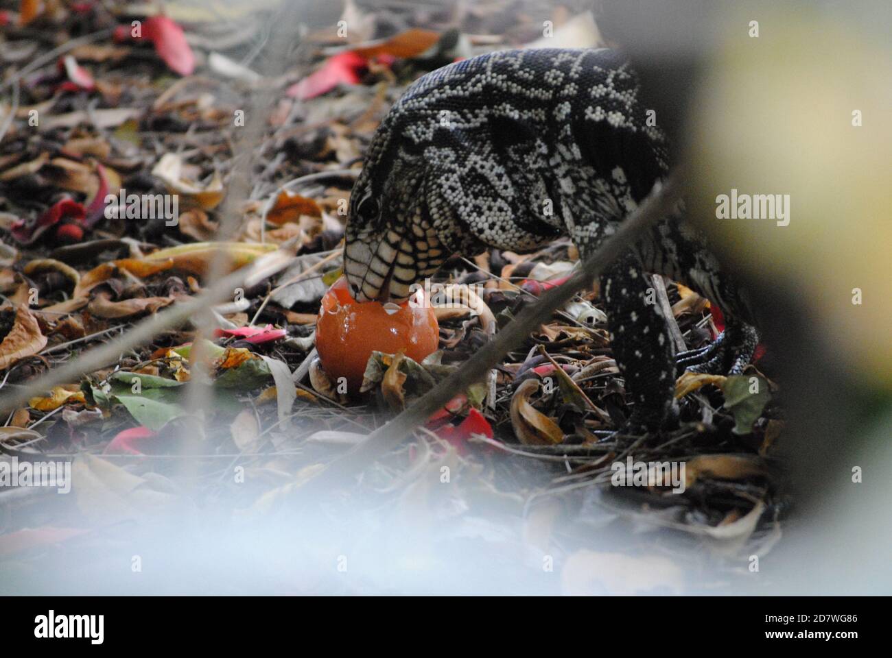 Lizard eating an brown egg Stock Photo Alamy