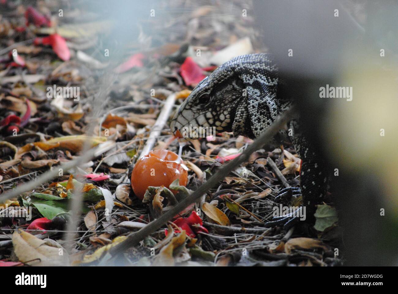 Lizard eating an brown egg Stock Photo Alamy