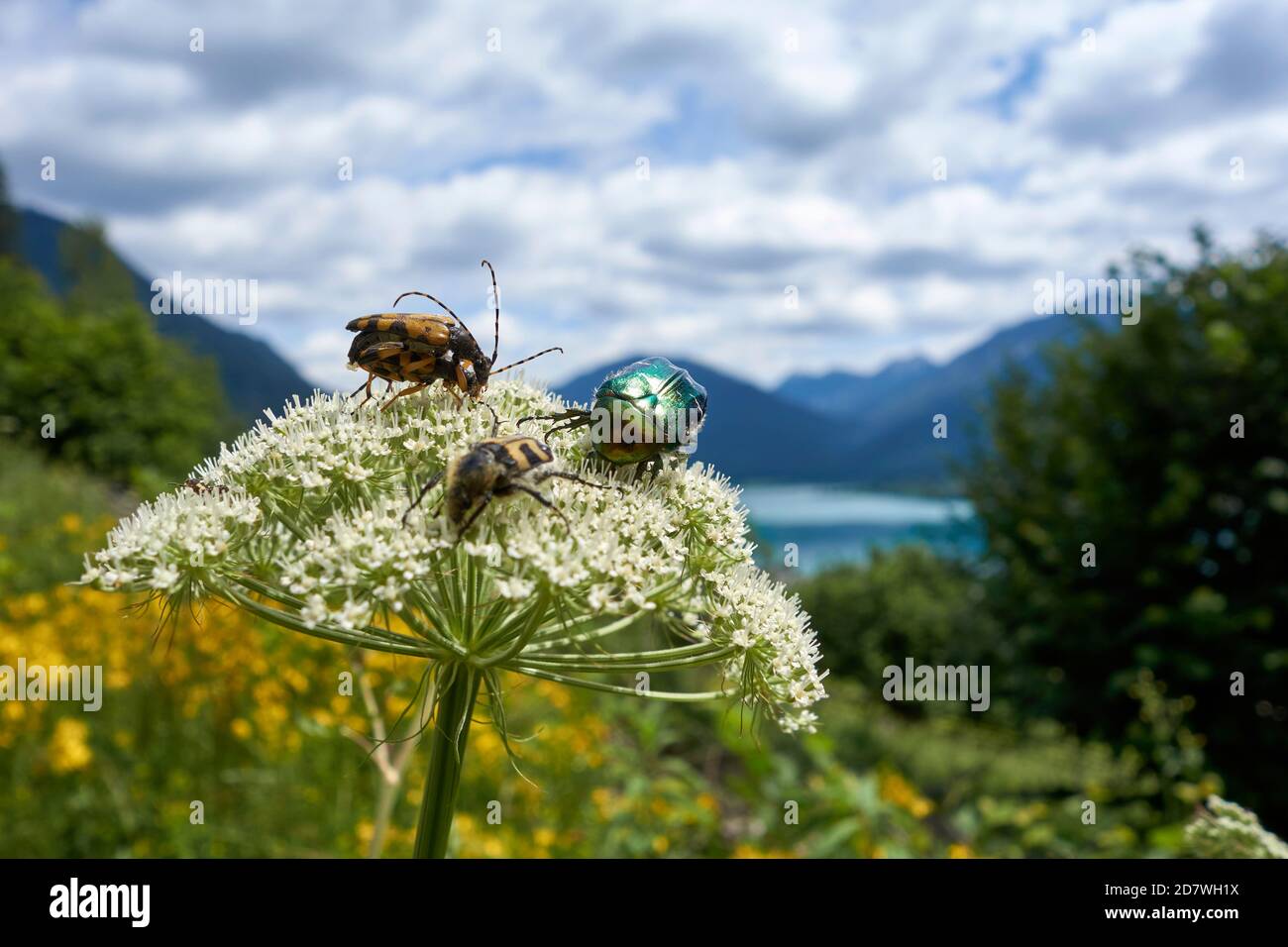 Austrian Insects Plants with insects lake Weissensee Austria Stock Photo - Alamy