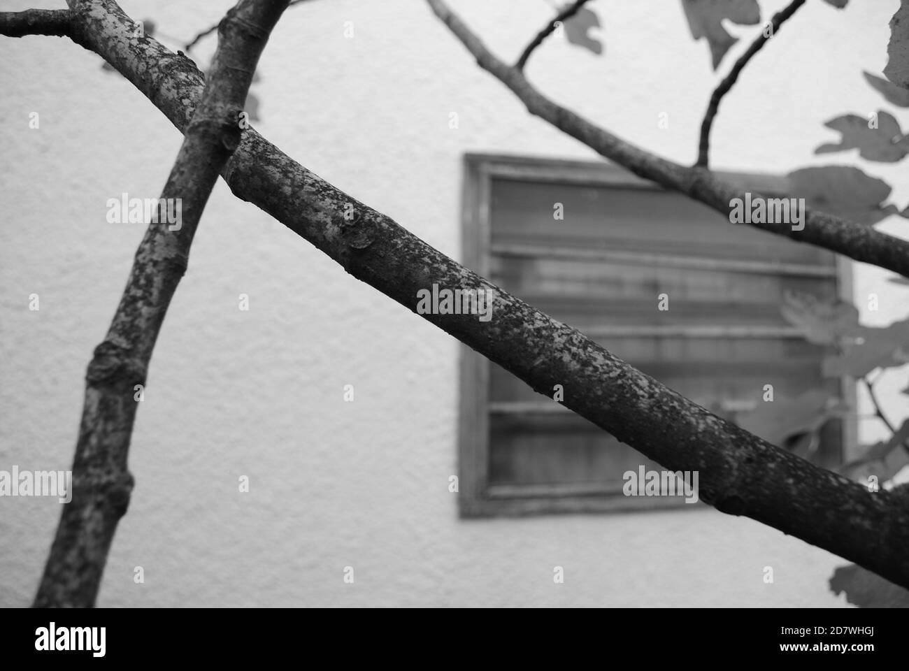 Wood window and tree branches Stock Photo