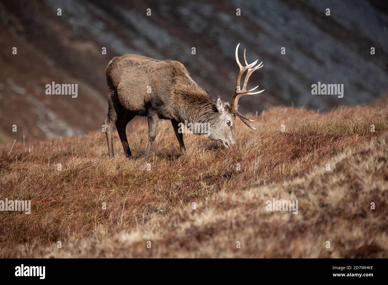 Scottish Red Deer stag Cervus elaphus scoticus grazing on the rough grasses in Alladale Wilderness Reserve, Sutherland on a wet winters day Stock Photo