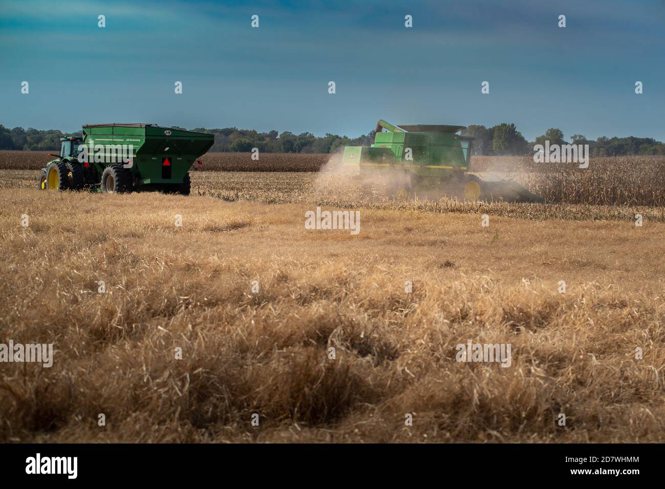 Lebanon, IL--Oct 17, 2020; dust and particles shoot out the back of a harvester collecting dry golden corn stalks during autumn harvest time in a midw Stock Photo