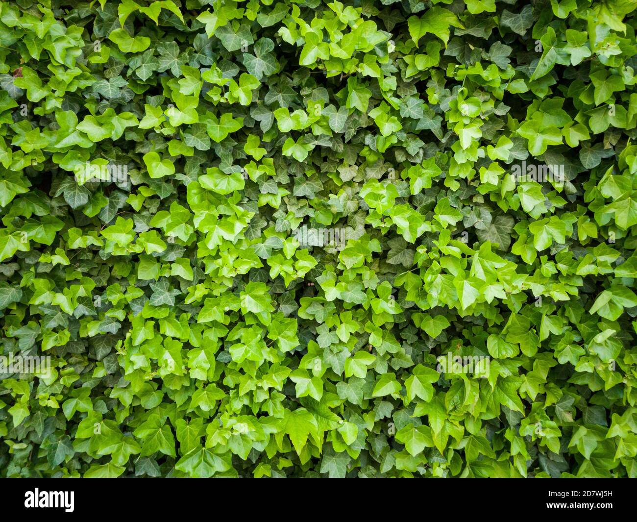 Natural green leaves wall background, plant on the wall texture, ivy