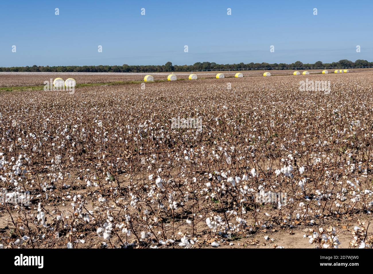 Mississippi cotton field and cotton bales in a harvested field near Macon, Mississippi, USA