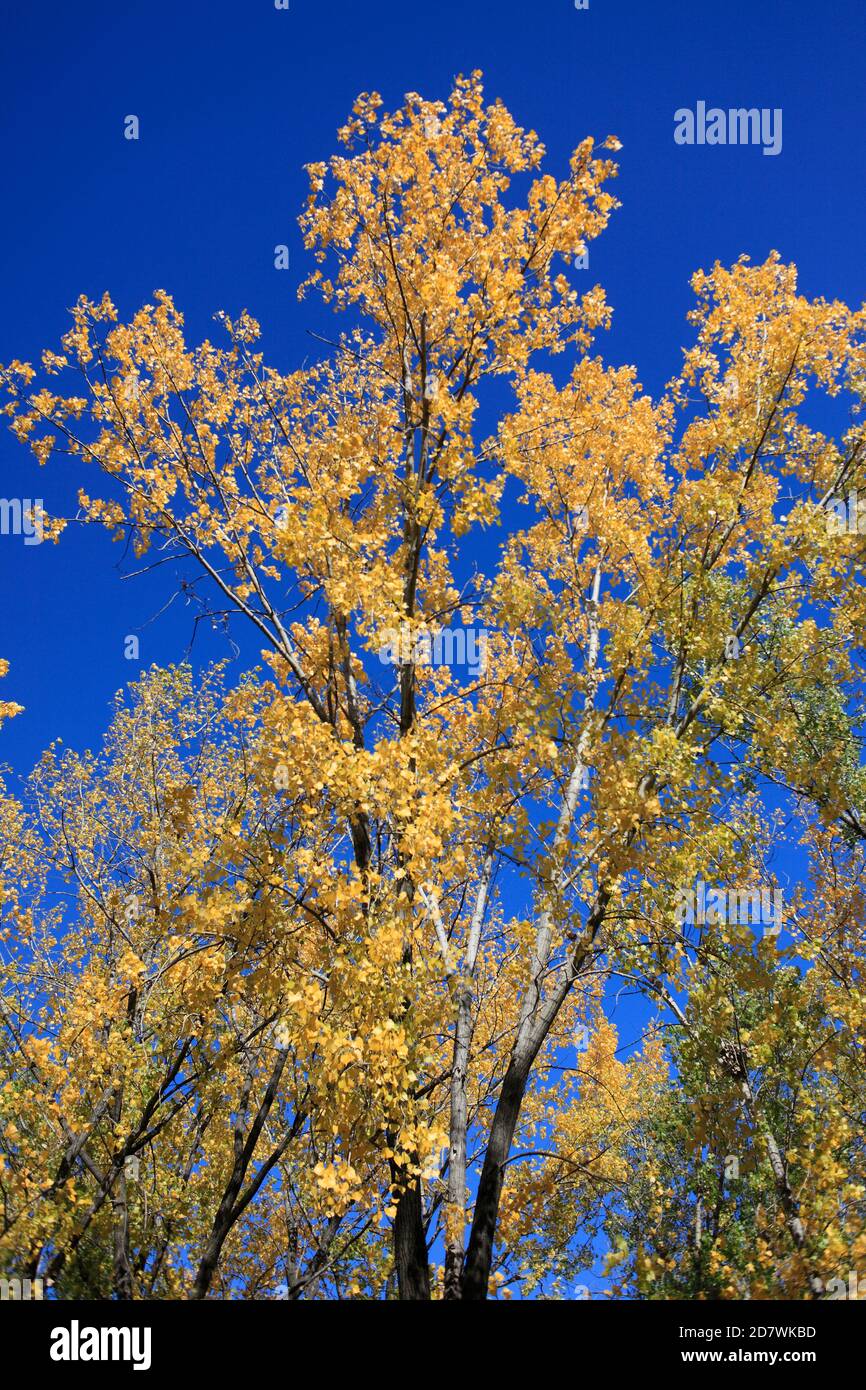 Autumn, forest, tree, Montreal, Canada Stock Photo Alamy