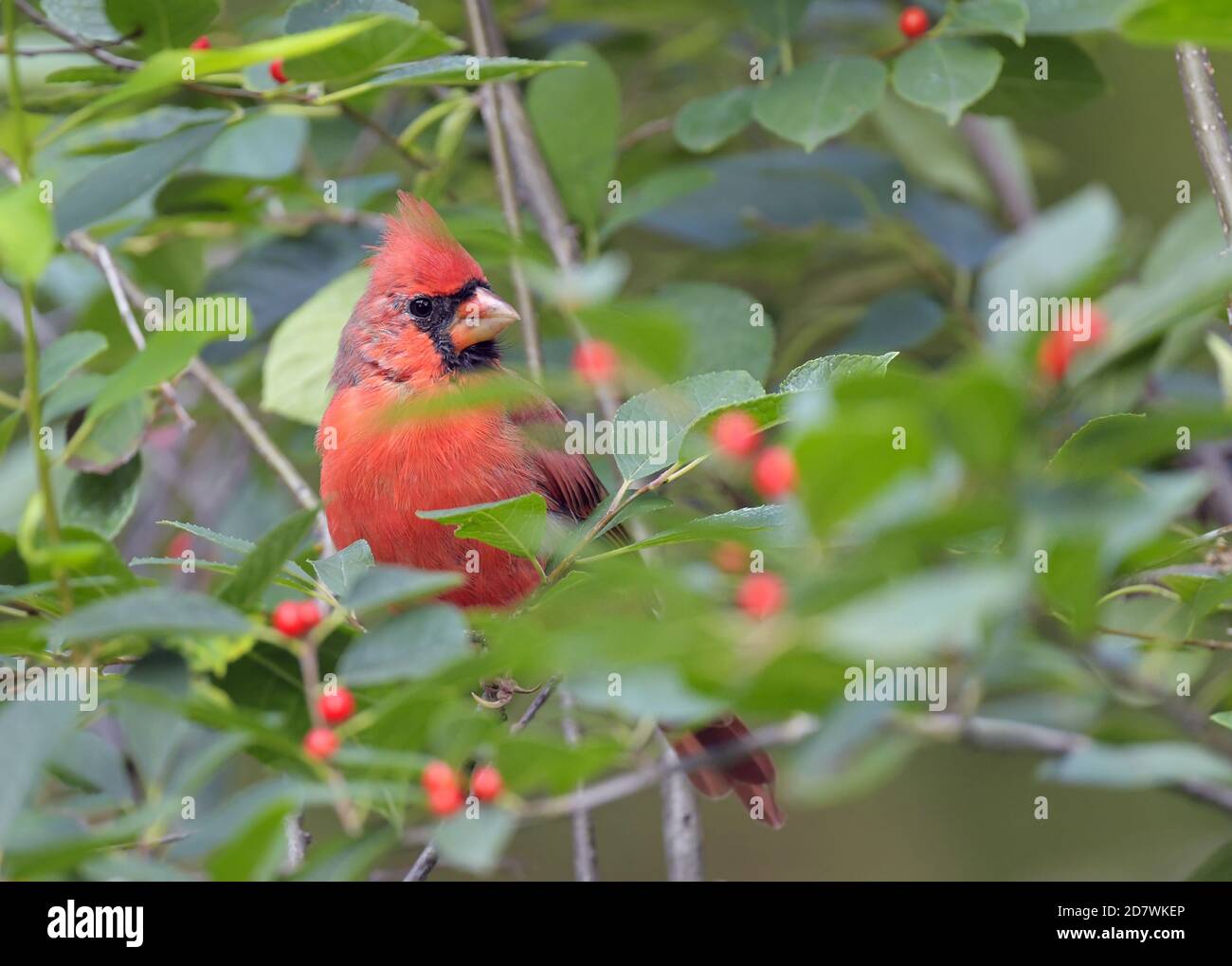 Male Northern Cardinal bird perched on a branch with red berries Stock Photo
