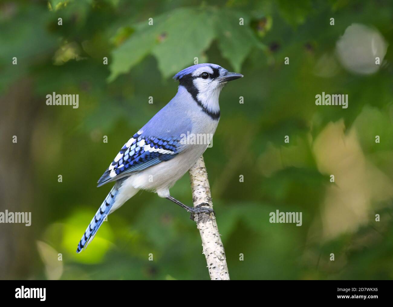 Blue Jay perched on a branch in the summer Stock Photo