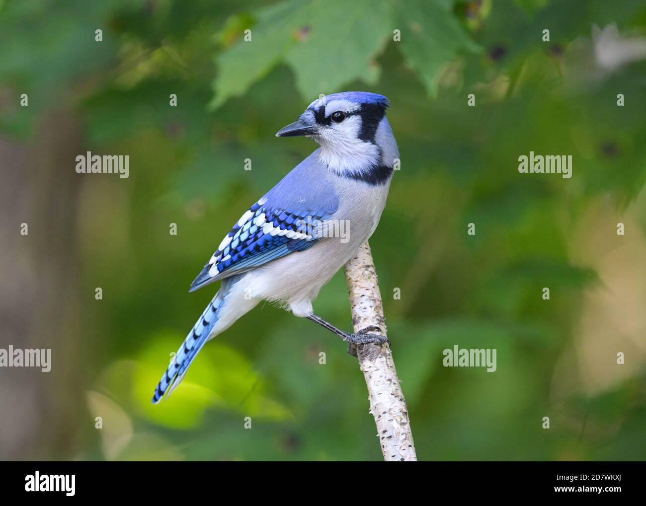 Blue Jay perched on a branch in the summer Stock Photo