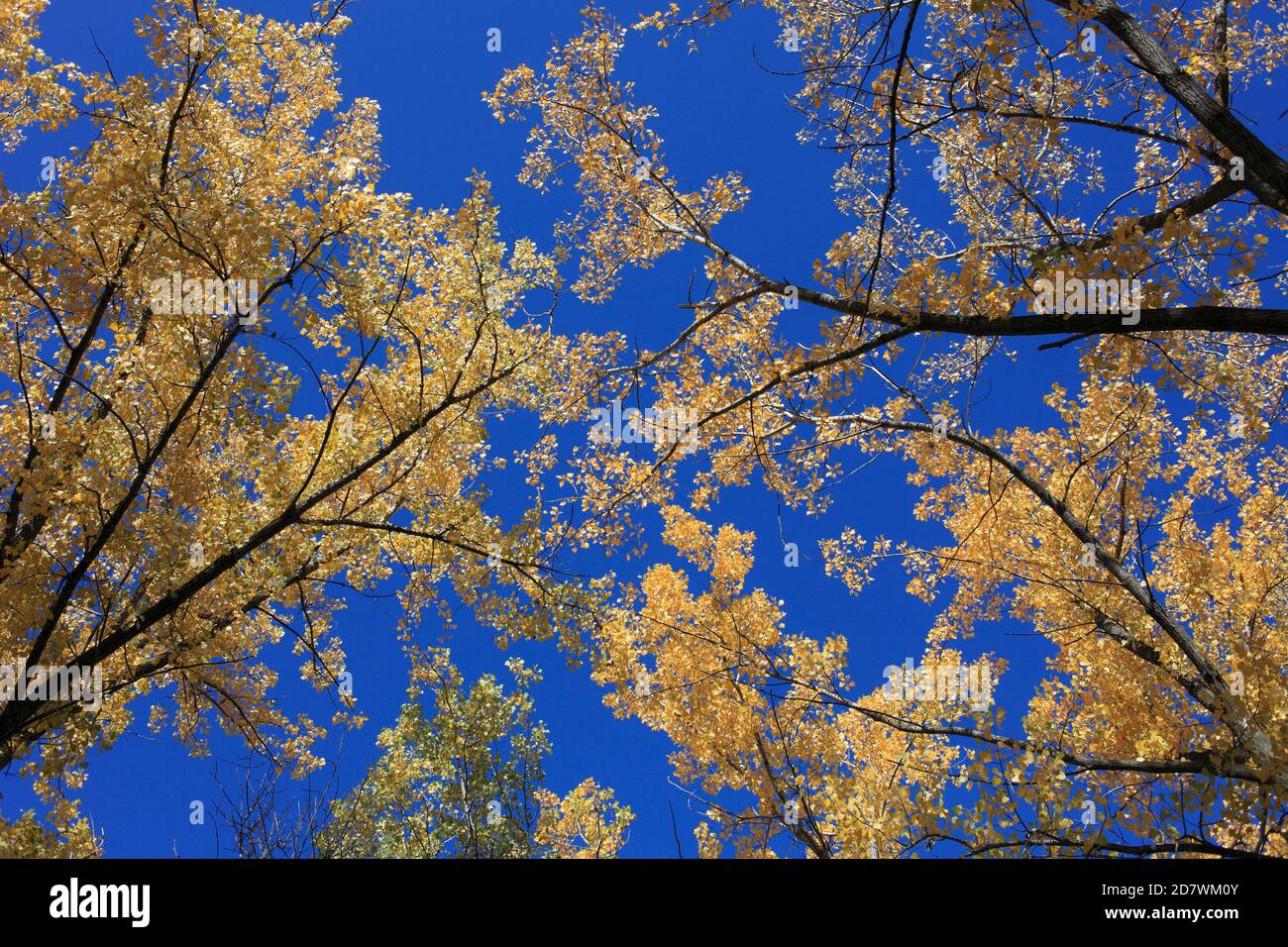 Autumn forest, leaves, colors, Montreal, Canada Stock Photo Alamy