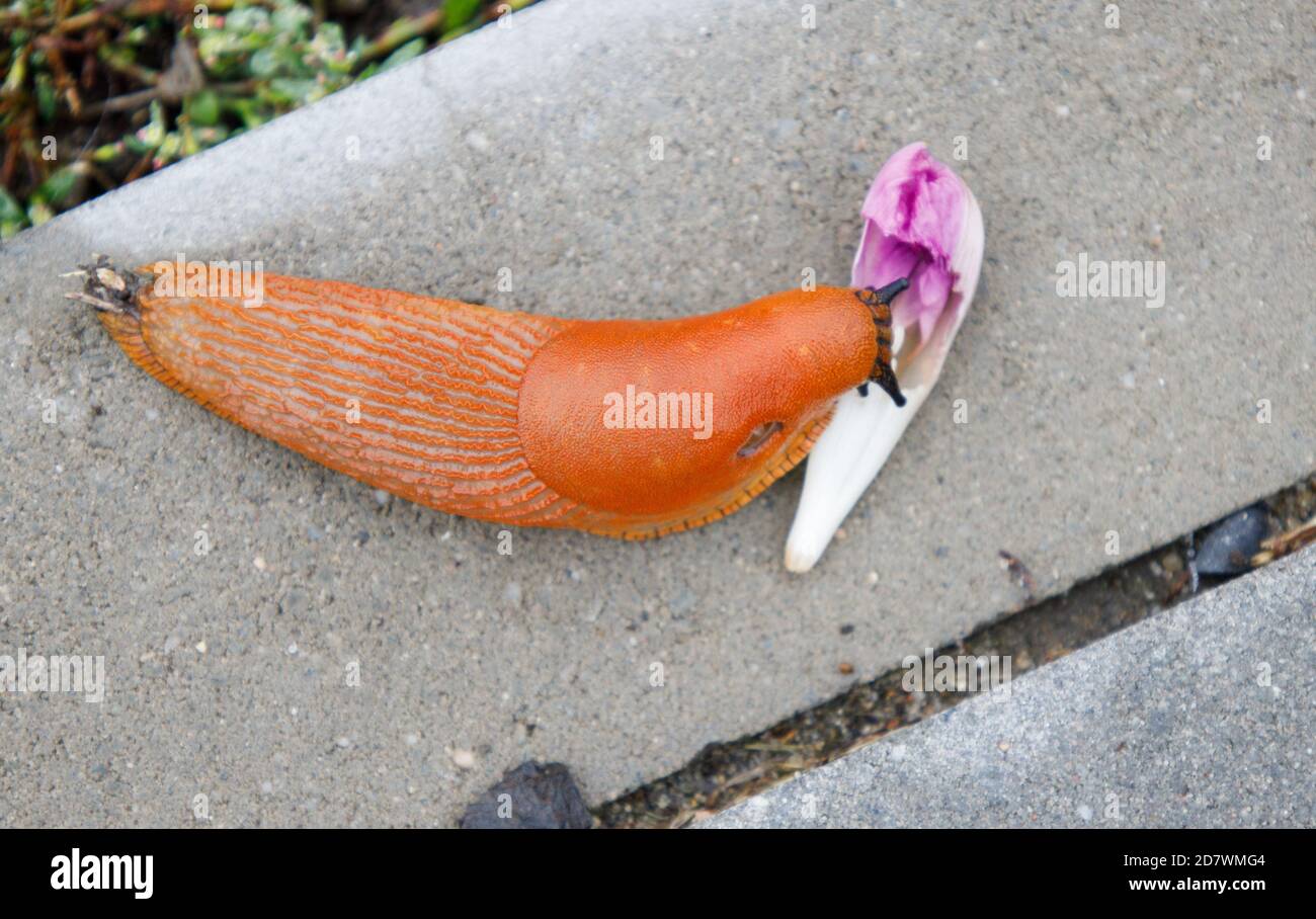 slug eating part of plant in the park in autumn Stock Photo Alamy