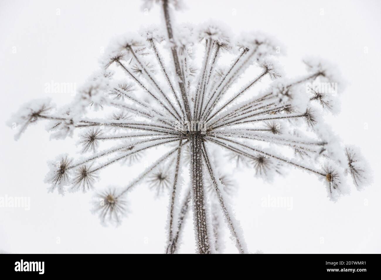 close up of frozen ice on dandelion flower in winter Stock Photo