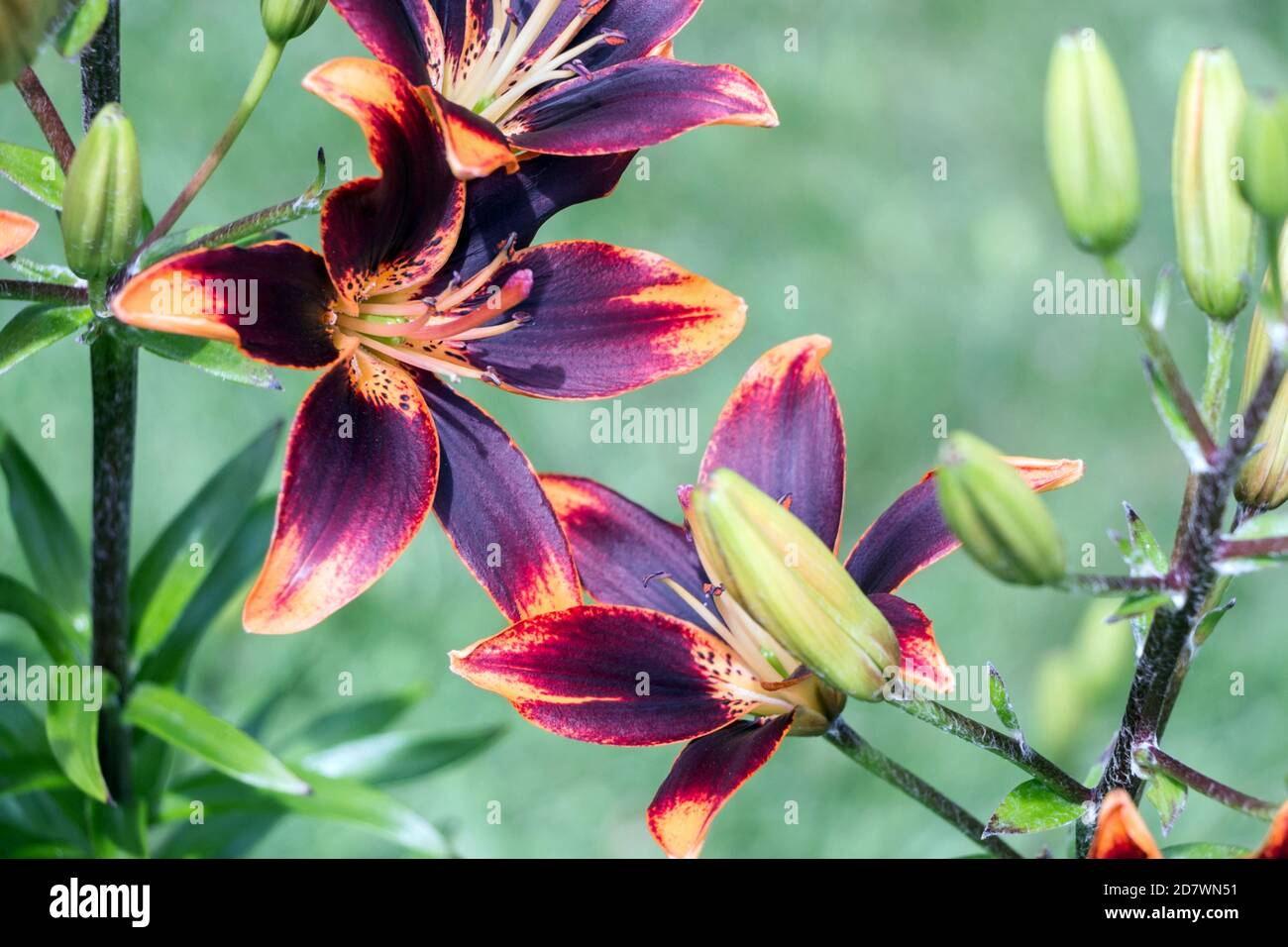 purple Asiatic Lily blossom in green garden Stock Photo - Alamy