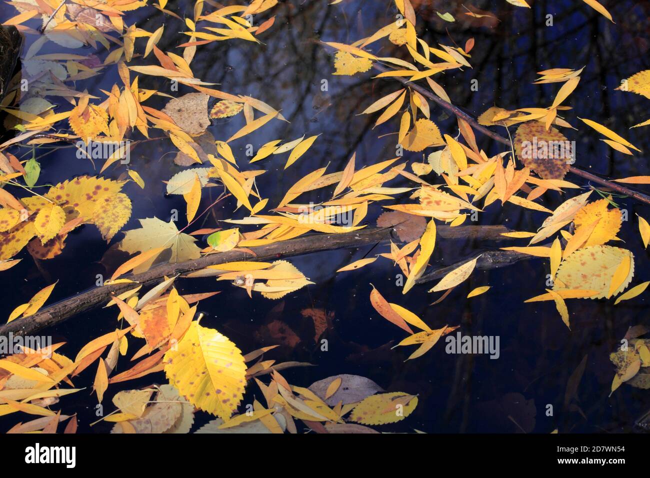 Autumn, falling, leaves, fall, nature, seasons, Stock Photo