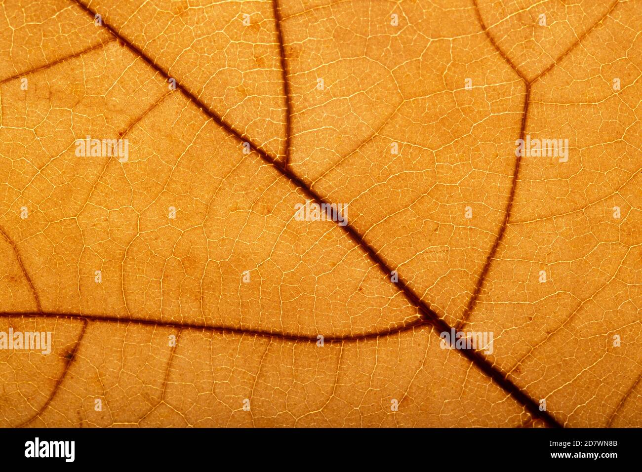 Autumn Brown Leaf Macro Detail Stock Photo