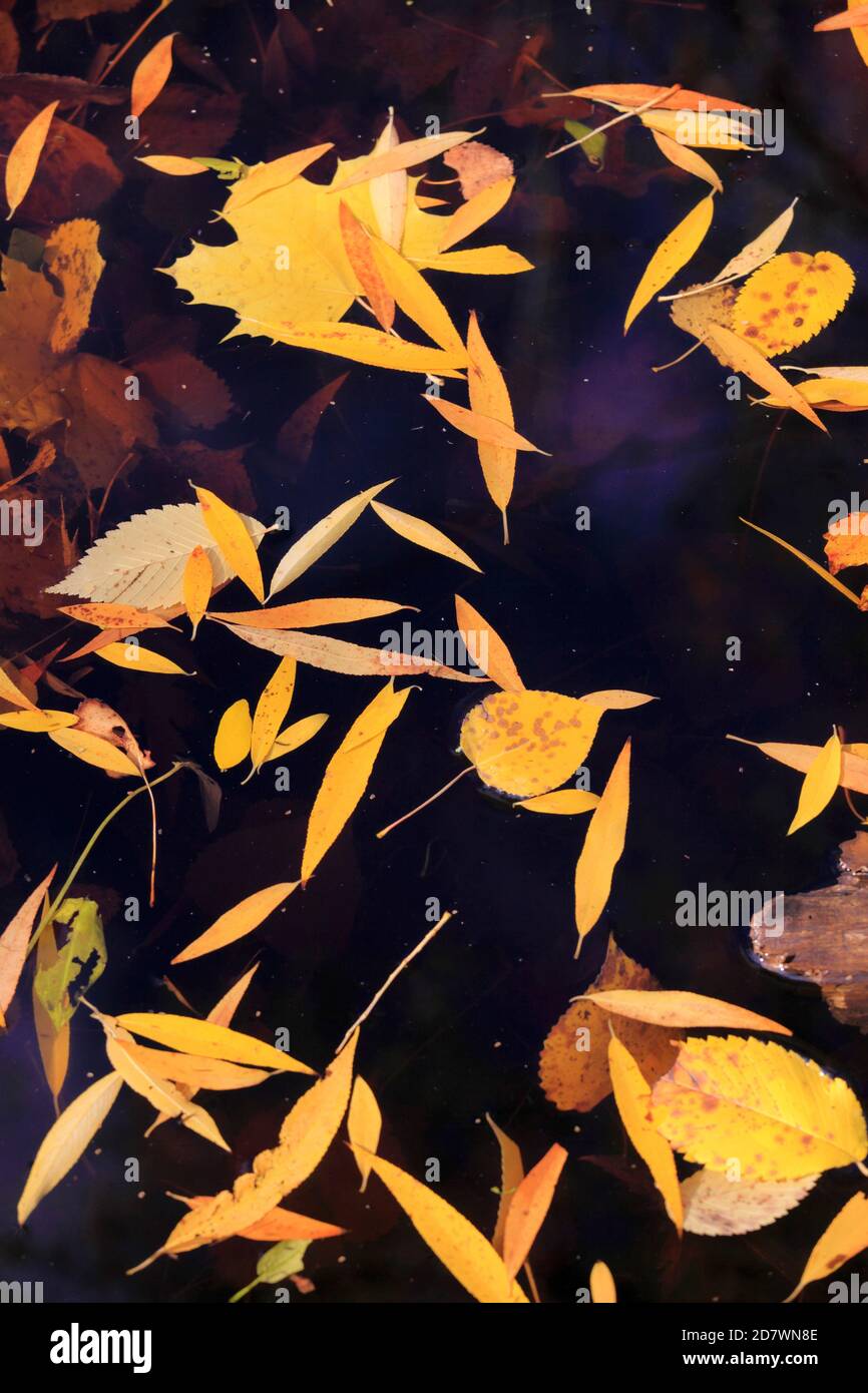 Autumn, falling, leaves, fall, nature, seasons, Stock Photo