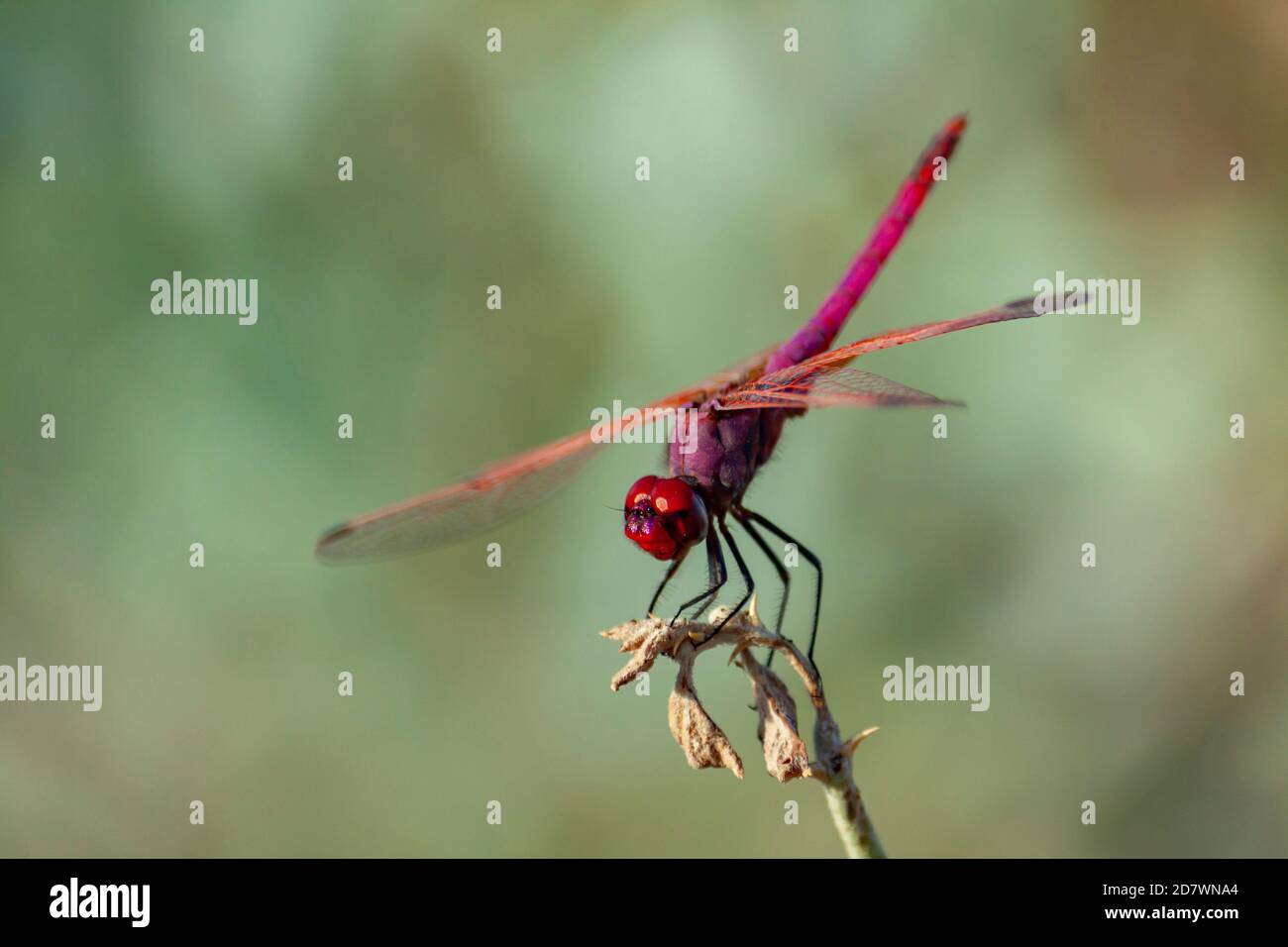 Insects in iran hi-res stock photography and images - Alamy