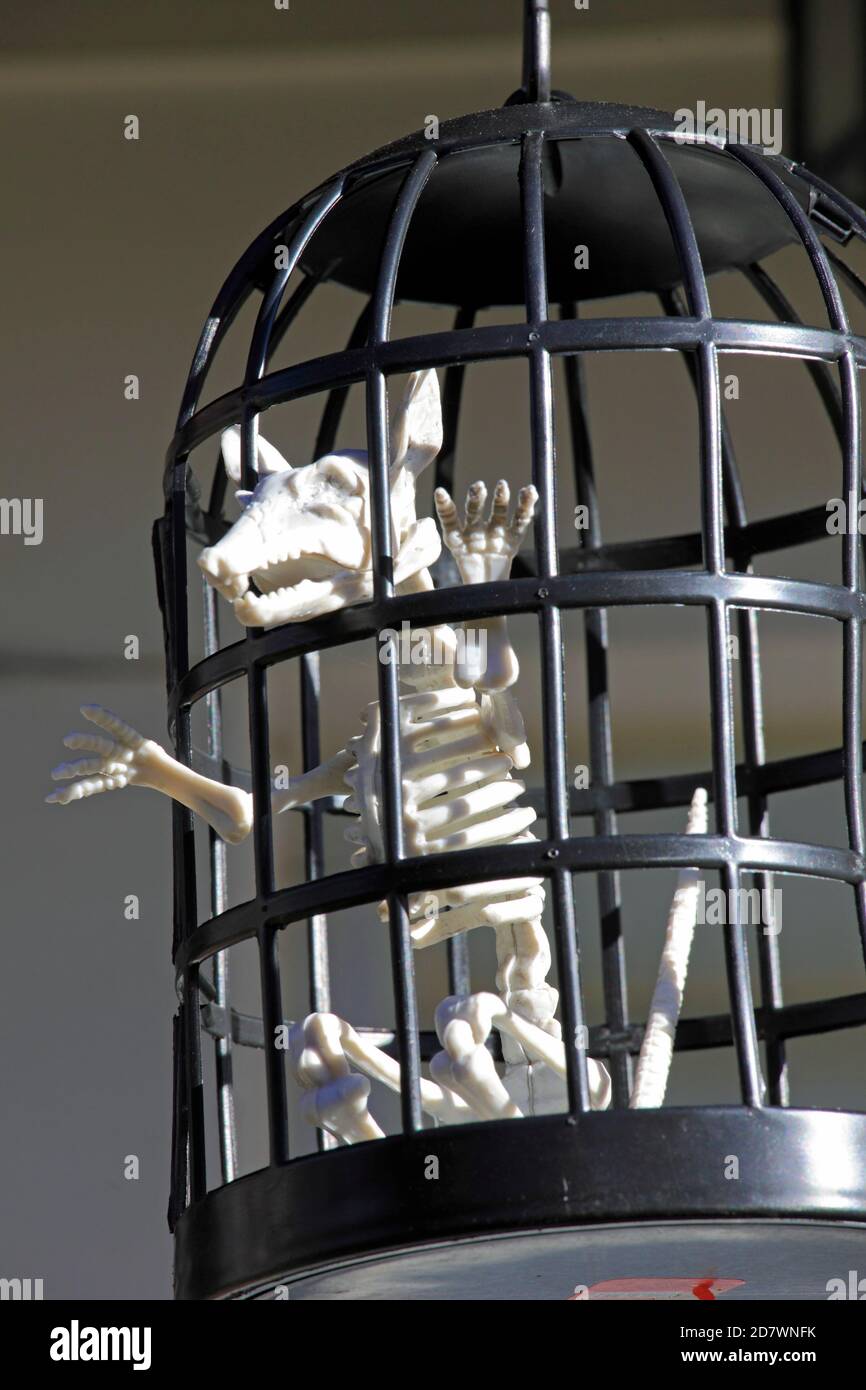 Halloween, decoration, animal skeleton, cage Stock Photo - Alamy