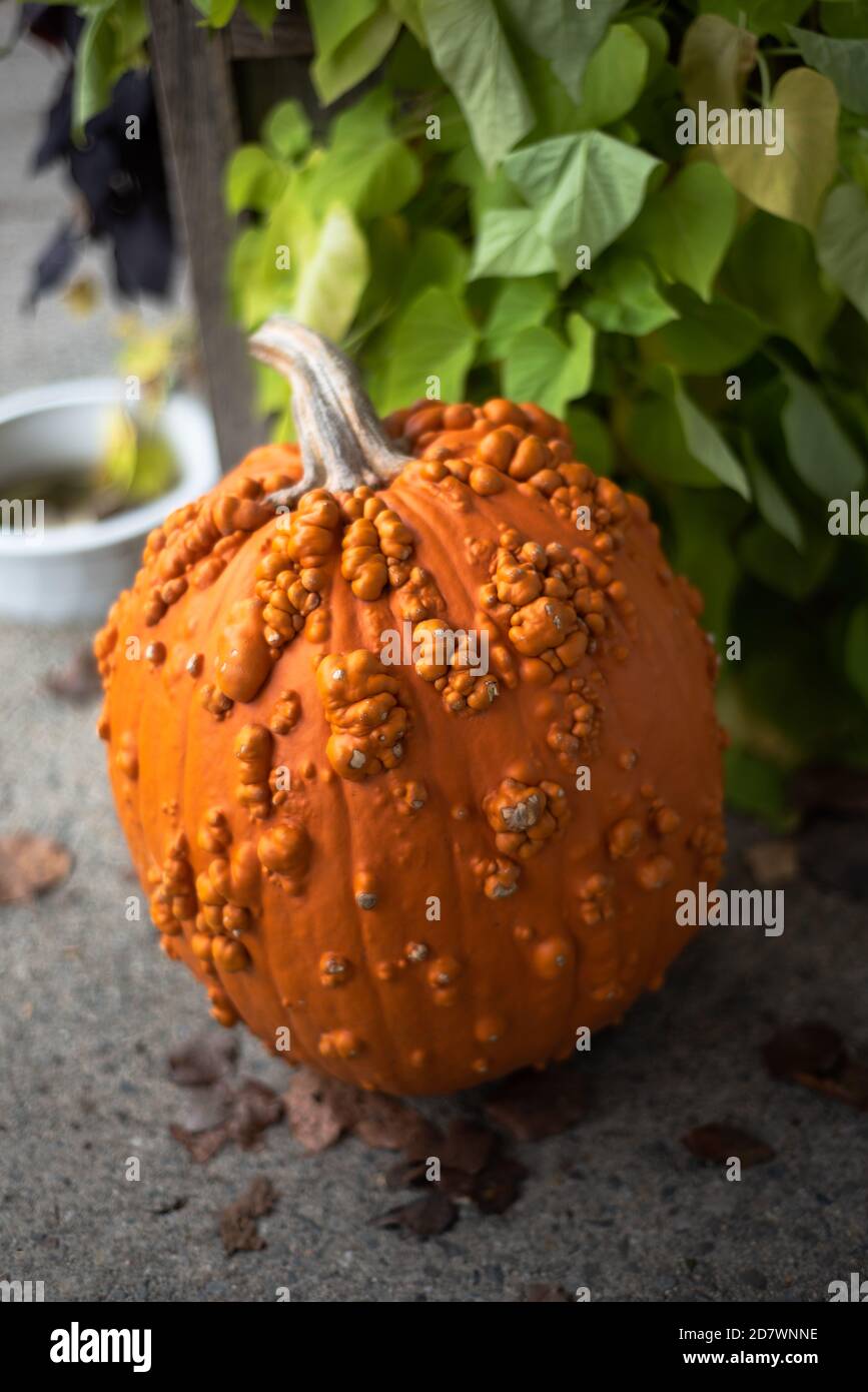 Pumpkin with warts Stock Photo