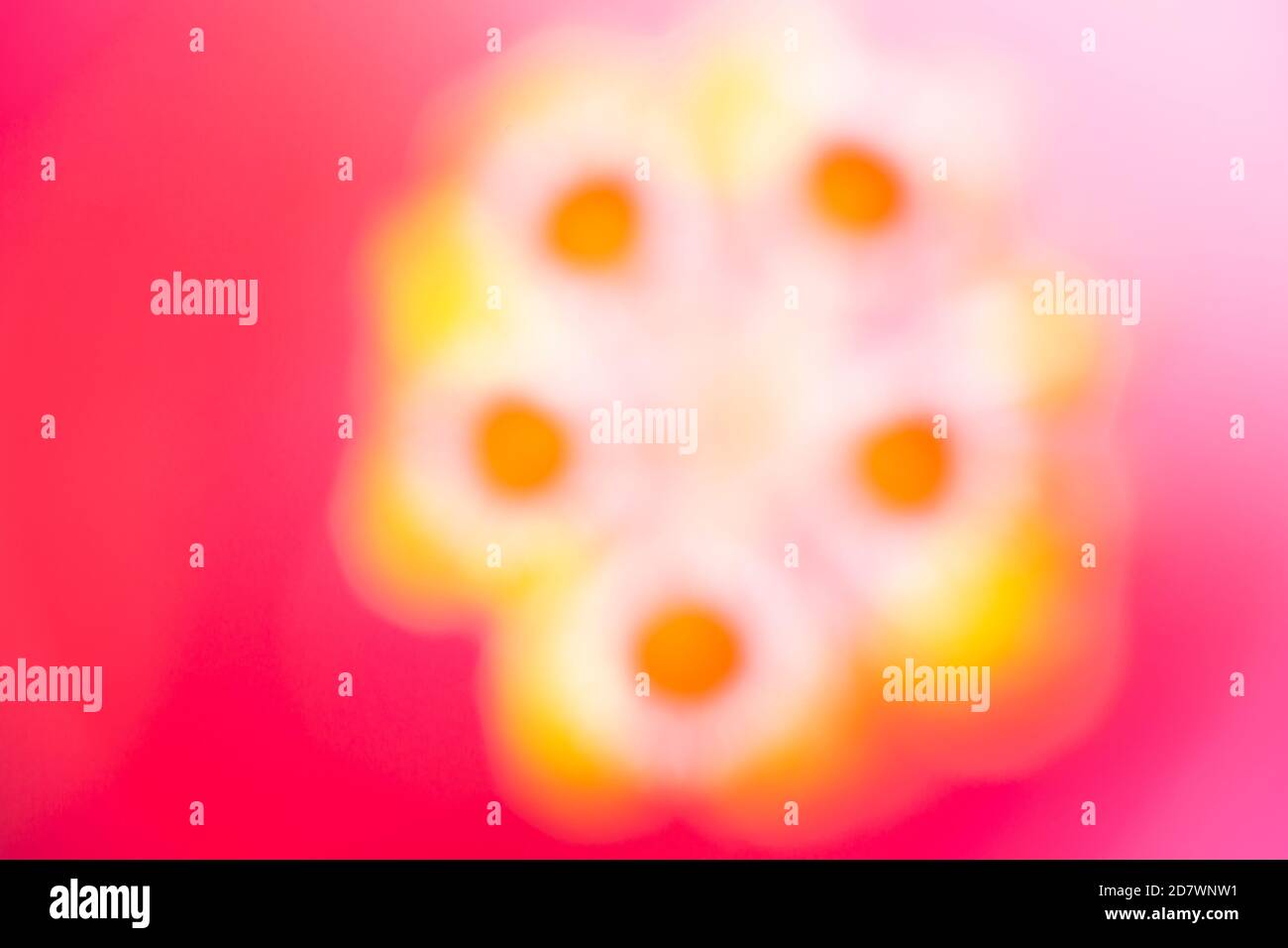 Abstract Background of Blurred Hibiscus Juno Stock Photo